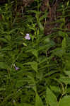 Allegheny monkeyflower